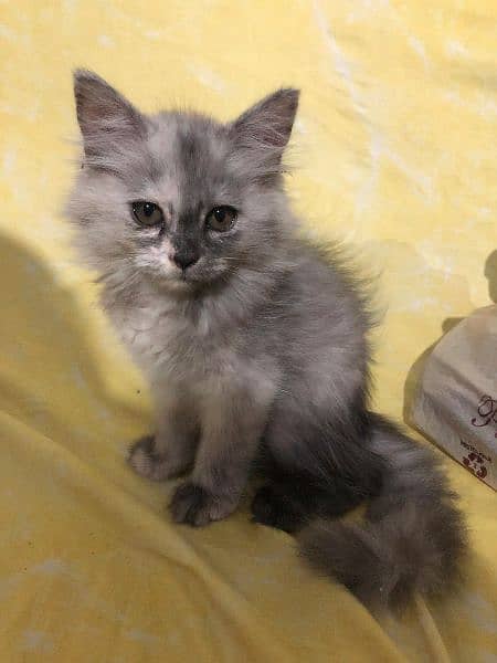 persian cat (female) 1