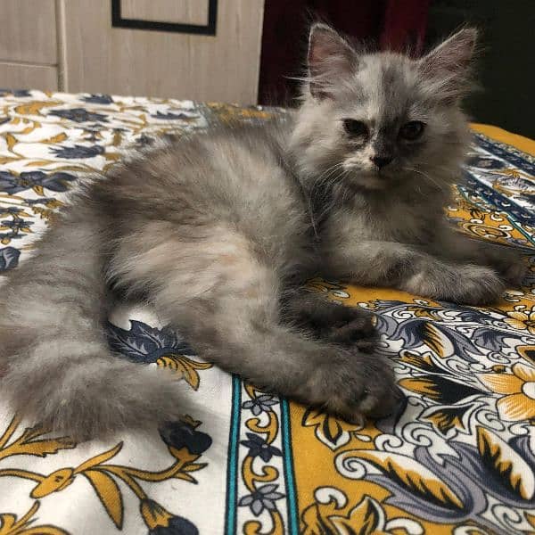 persian cat (female) 3