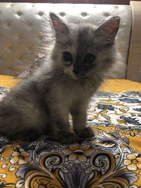 persian cat (female) 4