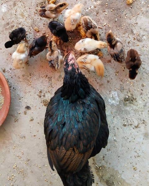 Aseel chicks for sale. . . . Healthy & Active 2
