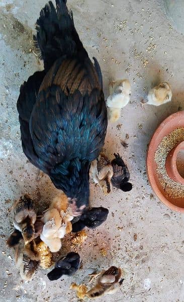 Aseel chicks for sale. . . . Healthy & Active 3