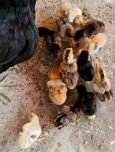 Aseel chicks for sale. . . . Healthy & Active 4