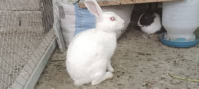 Rabbit for sale 0