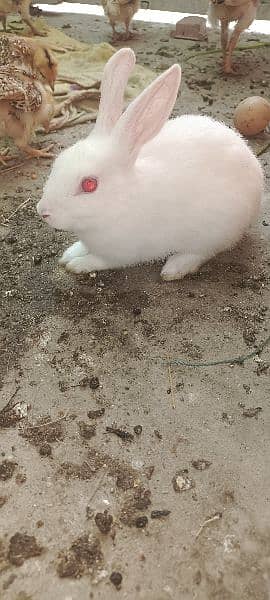 Rabbit for sale 1