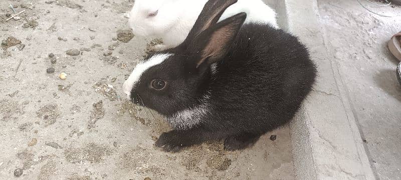 Rabbit for sale 3