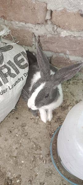 Rabbit for sale 4