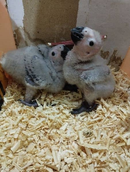Alexander and African Grey chicks 2
