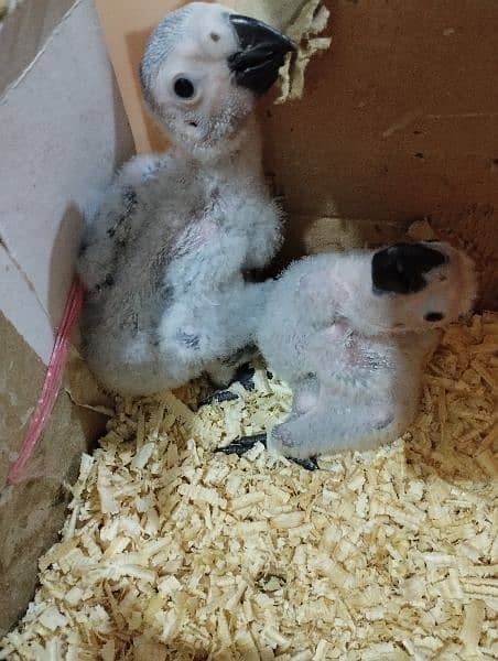 Alexander and African Grey chicks 5