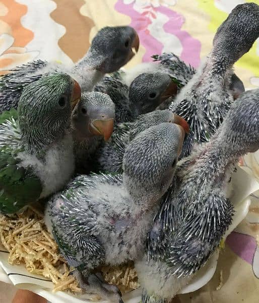 Alexander and African Grey chicks 8