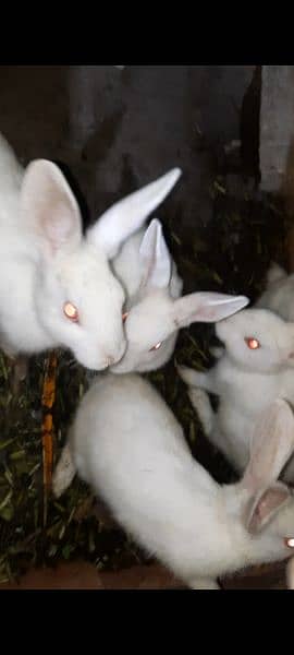 rabbits white red eyes 3