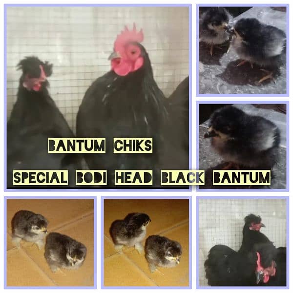 chiks off golden buff bantam golden misri RIR astrolop 03-45-1852-330 2