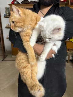 persian and ginger cat for sale