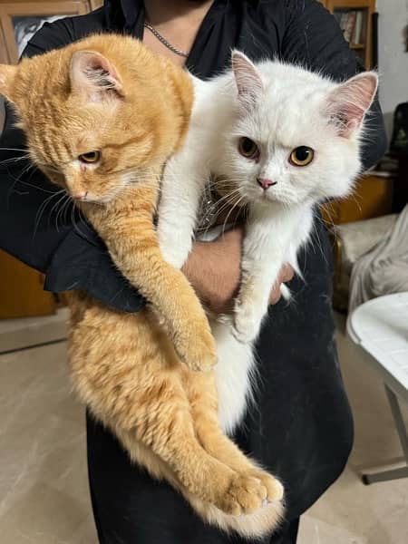persian and ginger cat for sale 1