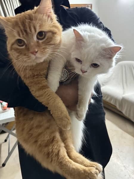 persian and ginger cat for sale 3