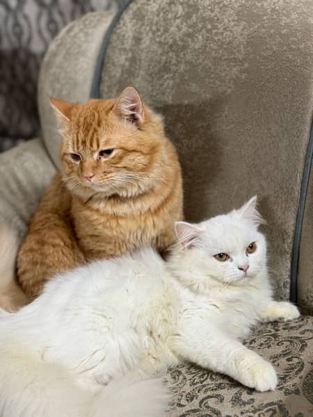 persian and ginger cat for sale 6