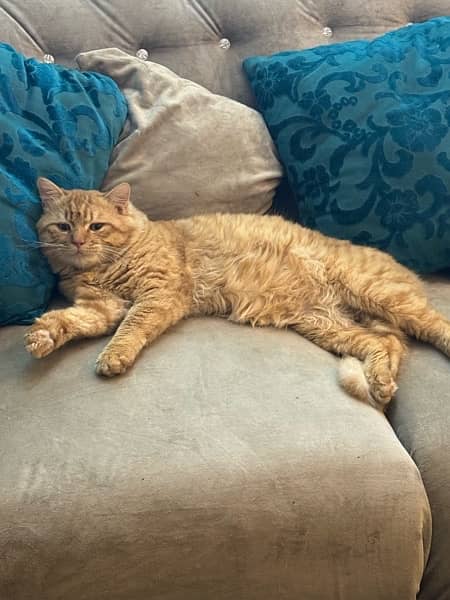 persian and ginger cat for sale 8