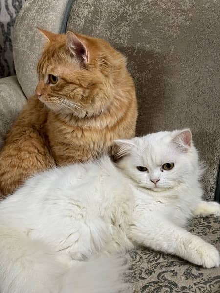 persian and ginger cat for sale 9