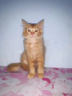 persin cat baby