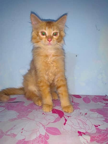 persin cat baby 1