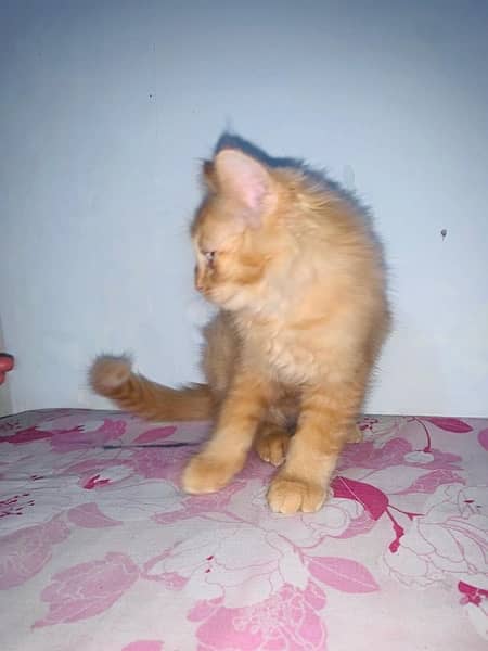 persin cat baby 2