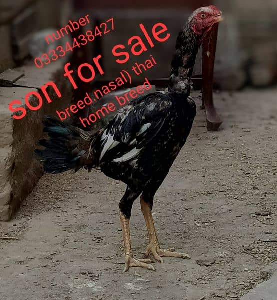thai patha for sale 0