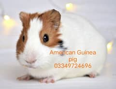 American Guinea Piggy