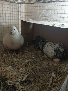 pigeon ( kbutter ) for sale with chicks 0