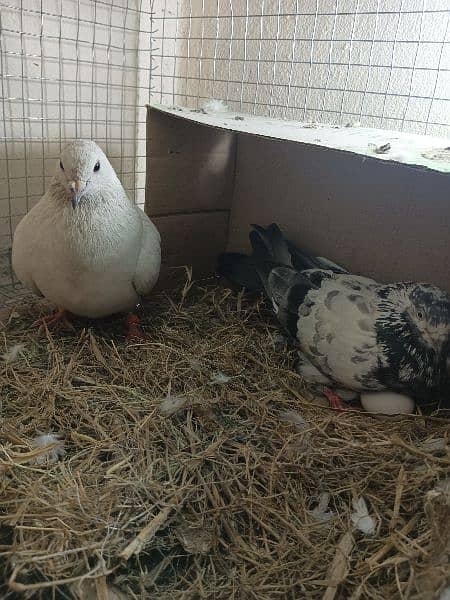 pigeon ( kbutter ) for sale with chicks 1