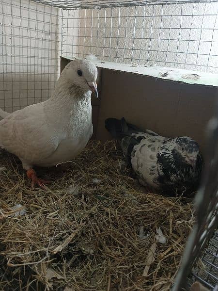 pigeon ( kbutter ) for sale with chicks 2