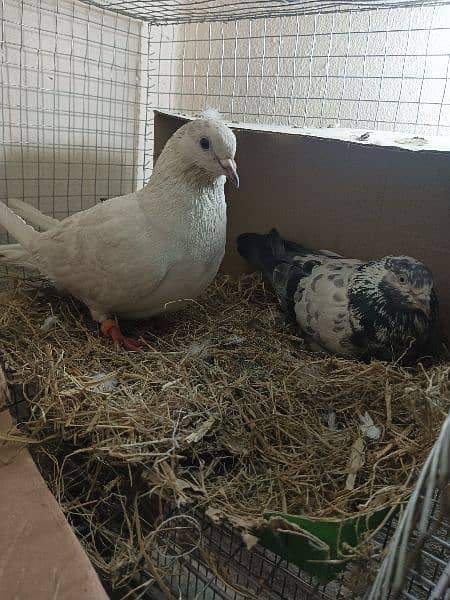 pigeon ( kbutter ) for sale with chicks 3