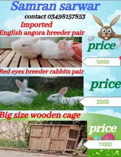 Rabbit | imported english angora | red eyes Rabbits | cage