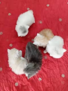 5kitten for sale,3,0,4,6,3,6,27,27, just what's app nbr