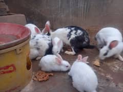 very cute Rabbit babies for sale