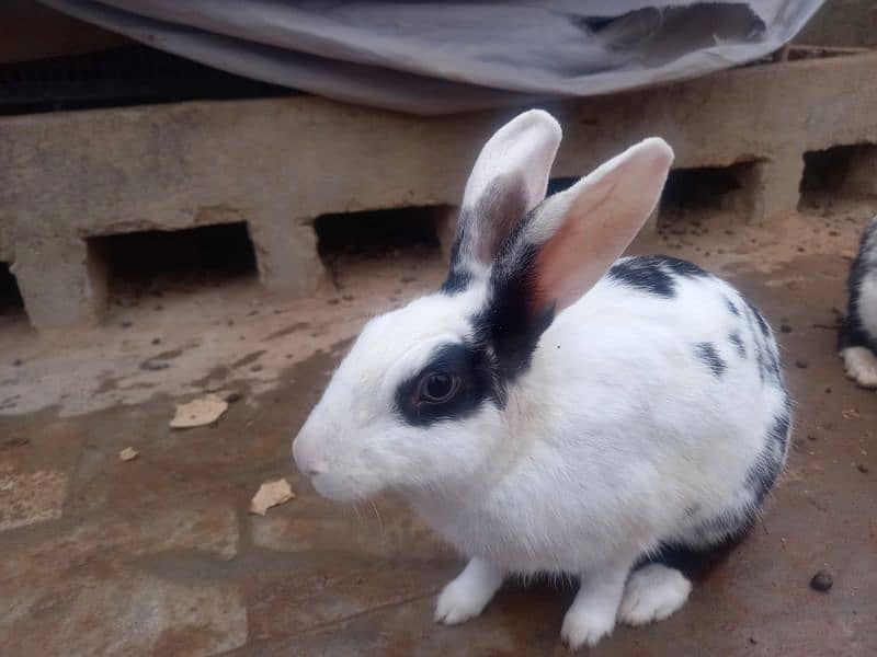 very cute Rabbit babies for sale 1