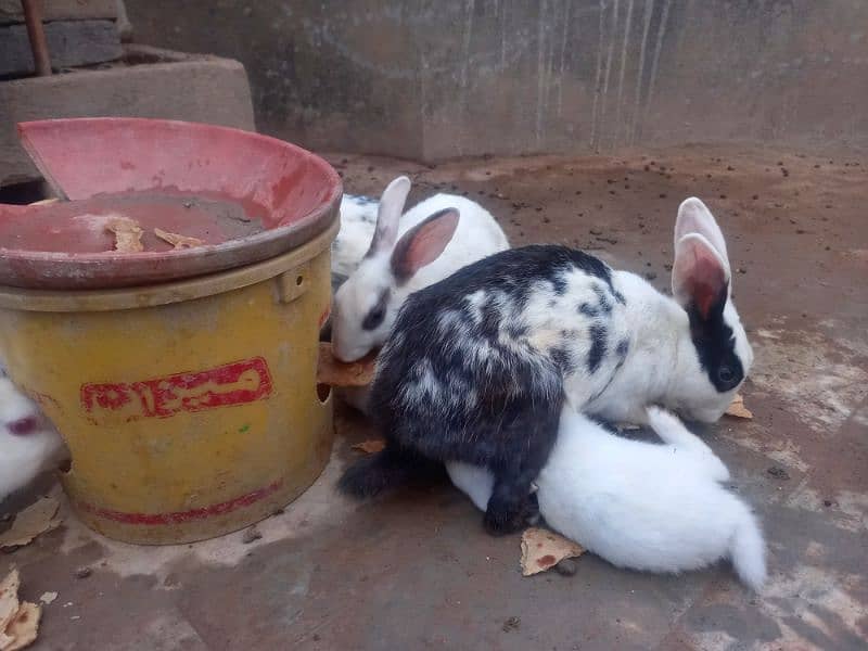 very cute Rabbit babies for sale 2