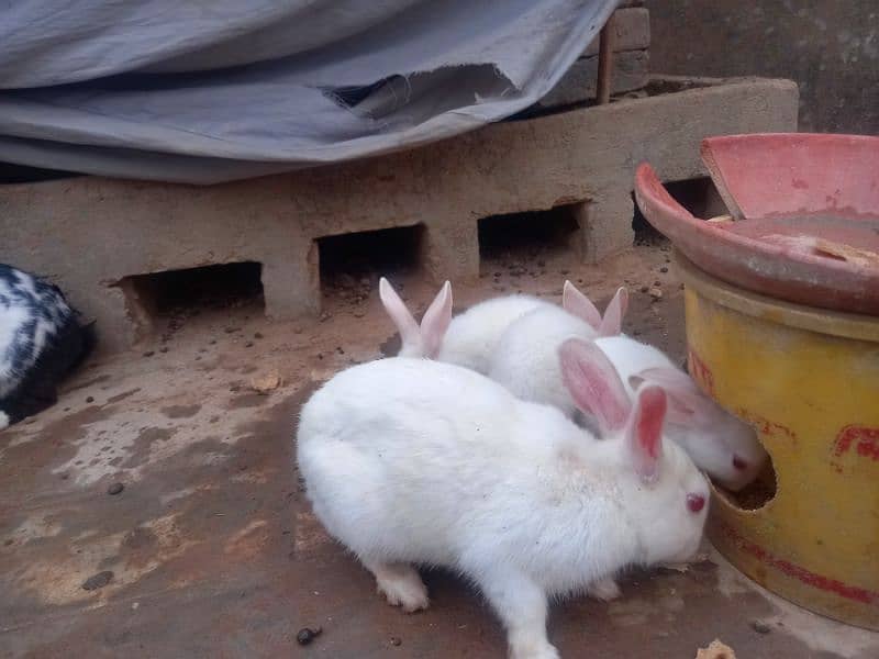 very cute Rabbit babies for sale 3