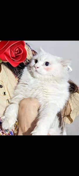 Pretty doll face Persian Cat for Sale 0