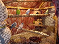 budgies with cage 5 pairs 4 chicks 0