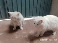 Persian white cat 0