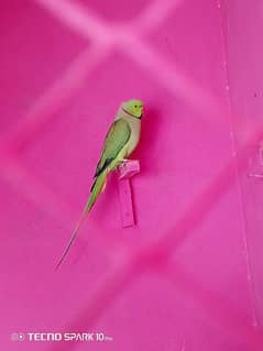 Sale parrot Full Male only Male