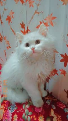 White Persian male Cat triple coded urgent sale