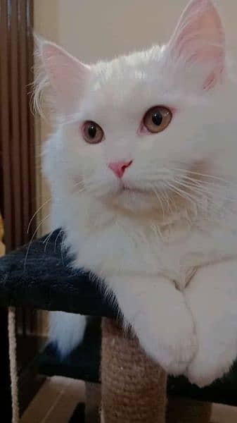 White Persian male Cat triple coded urgent sale 3