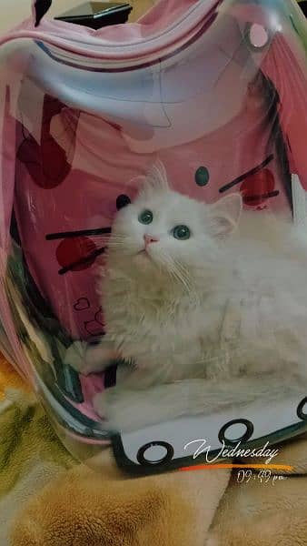 White Persian male Cat triple coded urgent sale 5