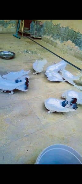 4 breeder pair with chicks location Lahore 0