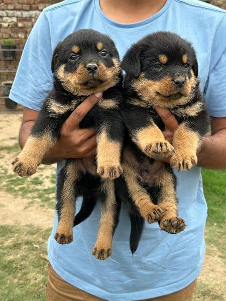 Rottweiler puppies 2