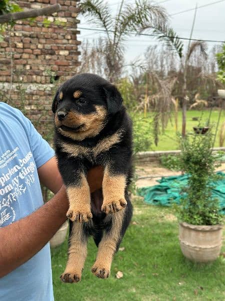 Rottweiler puppies 3