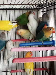 Best Quality Love Bird Home Breed for Sale 0