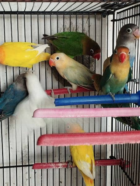 Best Quality Love Bird Home Breed for Sale 1