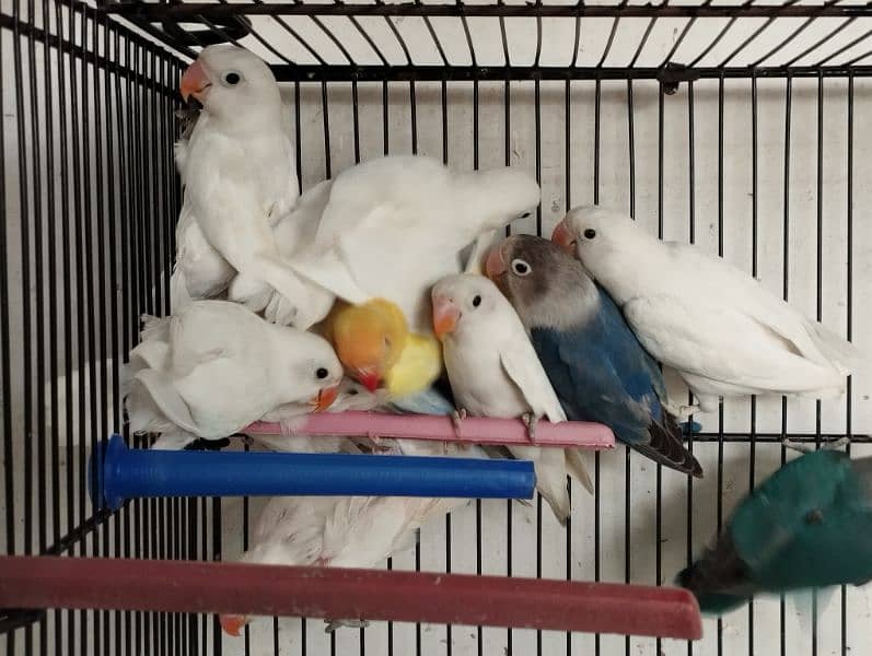 Best Quality Love Bird Home Breed for Sale 2