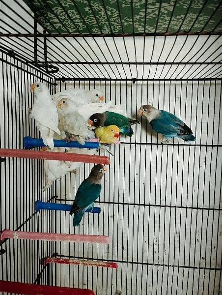 Best Quality Love Bird Home Breed for Sale 3